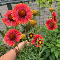 Gallardia naranja Tokajer (Gaillardia aristata) semillas