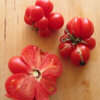 Tomate "Voyage" (Solanum lycopersicum) semillas