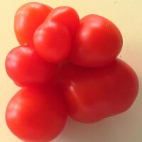 Tomate "Voyage" (Solanum lycopersicum)