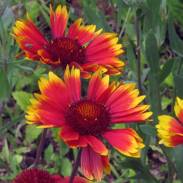 Gallardia bicolor Bremen (Gaillardia aristata) semillas