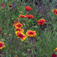 Gallardia bicolor Bremen (Gaillardia aristata) semillas