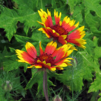 Gallardia bicolor Bremen (Gaillardia aristata) semillas