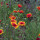 Gallardia bicolor Bremen (Gaillardia aristata) semillas