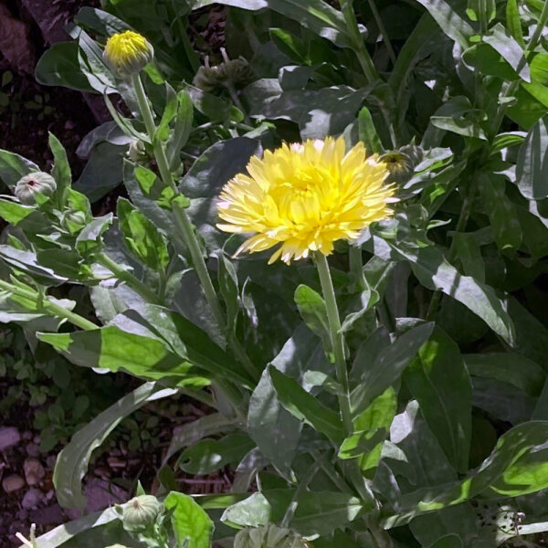Caléndula amarilla clara Lemon Cream (Calendula officinalis) semillas