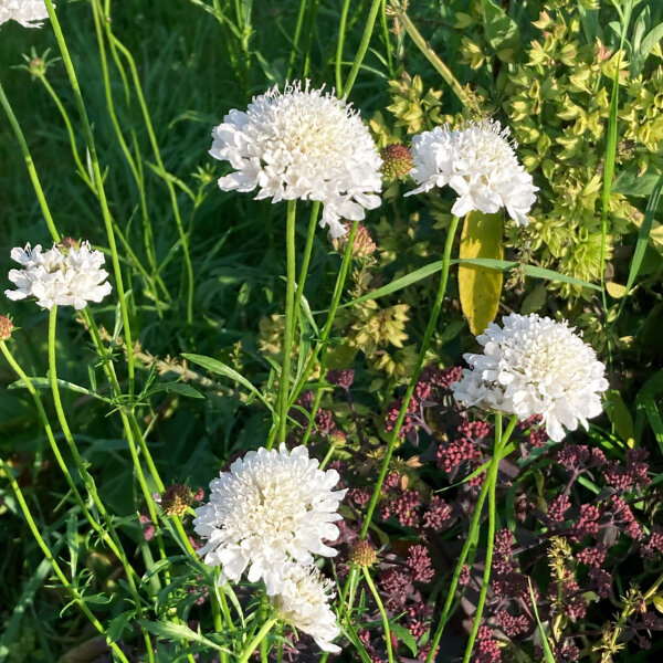 Escabiosa blanca Double White (Scabiosa atropurpurea) semillas