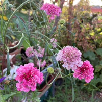 Escabiosa rosa Double Salmon Rose (Scabiosa atropurpurea)...