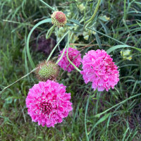 Escabiosa rosa Double Salmon Rose (Scabiosa atropurpurea) semillas