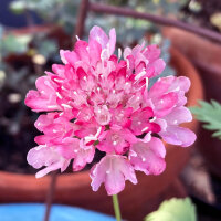 Escabiosa rosa Double Salmon Rose (Scabiosa atropurpurea) semillas