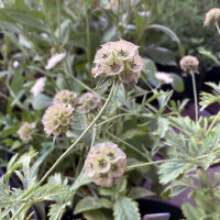 Escabiosa estrellada Drumsticks (Scabiosa stellata) semillas