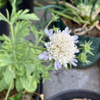 Escabiosa estrellada Drumsticks (Scabiosa stellata) semillas