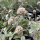 Escabiosa estrellada Drumsticks (Scabiosa stellata) semillas