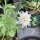 Escabiosa estrellada Drumsticks (Scabiosa stellata) semillas