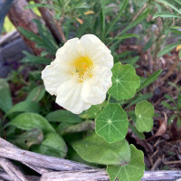 Capuchina blanco crema Milkmaid (Tropaeolum majus) semillas