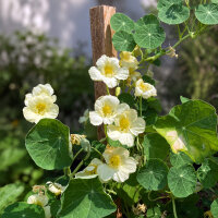 Capuchina blanco crema Milkmaid (Tropaeolum majus) semillas