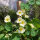 Capuchina blanco crema Milkmaid (Tropaeolum majus) semillas
