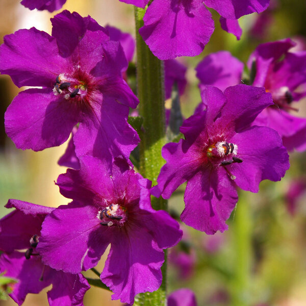 Gordolobo púrpura mix (Verbascum phoeniceum) semillas