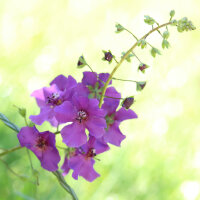 Gordolobo púrpura mix (Verbascum phoeniceum) semillas