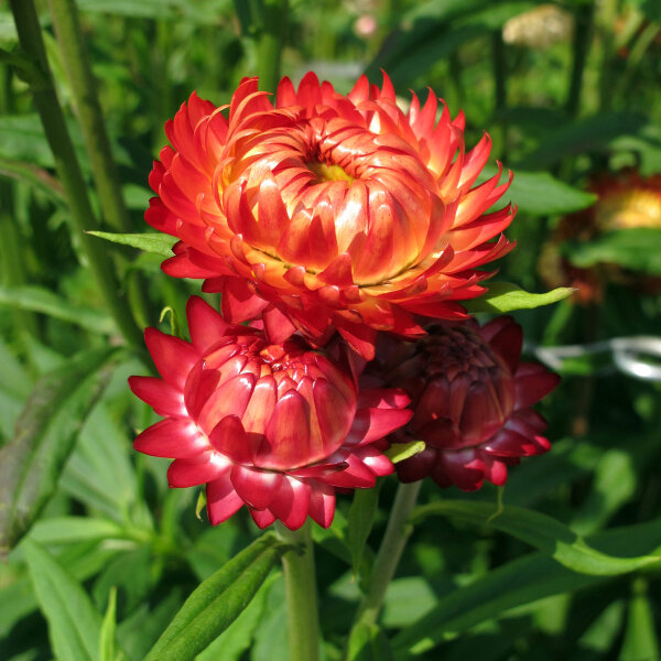 Siempreviva de brácteas ‘Coppery Red’ (Xerochrysum bracteatum) semillas