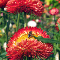 Siempreviva de brácteas ‘Coppery Red’...