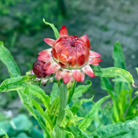 Siempreviva de brácteas ‘Coppery Red’ (Xerochrysum bracteatum) semillas