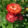 Siempreviva de brácteas ‘Coppery Red’ (Xerochrysum bracteatum) semillas