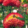 Siempreviva de brácteas ‘Coppery Red’ (Xerochrysum bracteatum) semillas