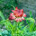 Siempreviva de brácteas ‘Coppery Red’ (Xerochrysum bracteatum) semillas