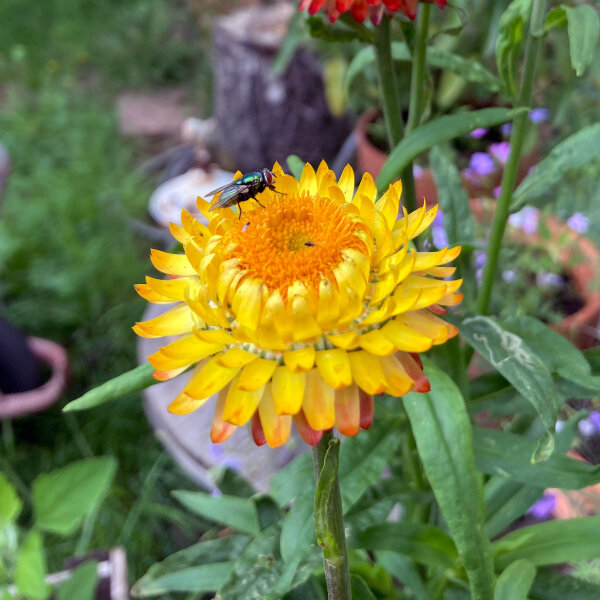 Siempreviva Lemon Yellow (Xerochrysum bracteatum) semillas