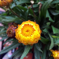 Siempreviva Lemon Yellow (Xerochrysum bracteatum) semillas