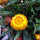 Siempreviva Lemon Yellow (Xerochrysum bracteatum) semillas