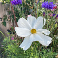 Cosmos blanco Sensation Purity (Cosmos bipinnatus) semillas