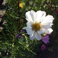 Cosmos blanco Sensation Purity (Cosmos bipinnatus) semillas
