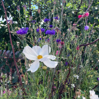 Cosmos blanco Sensation Purity (Cosmos bipinnatus) semillas
