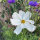 Cosmos blanco Sensation Purity (Cosmos bipinnatus) semillas