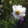 Cosmos blanco Sensation Purity (Cosmos bipinnatus) semillas