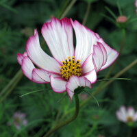 Cosmos bicolor Sensation Candy Stripe (Cosmos bipinnatus)...