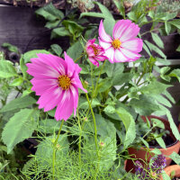 Cosmos bicolor Sensation Candy Stripe (Cosmos bipinnatus) semillas
