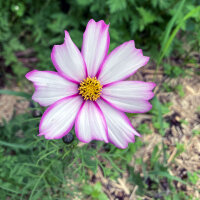 Cosmos bicolor Sensation Candy Stripe (Cosmos bipinnatus) semillas