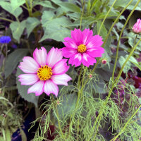 Cosmos bicolor Sensation Candy Stripe (Cosmos bipinnatus) semillas