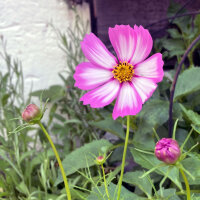Cosmos bicolor Sensation Candy Stripe (Cosmos bipinnatus) semillas