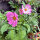 Cosmos bicolor Sensation Candy Stripe (Cosmos bipinnatus) semillas