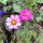 Cosmos bicolor Sensation Candy Stripe (Cosmos bipinnatus) semillas