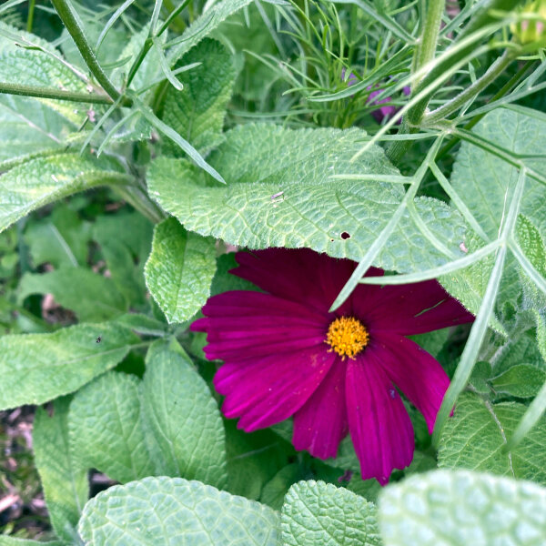 Cosmos rojo carmesí Sensation Dazzler (Cosmos bipinnatus) semillas