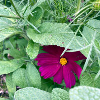 Cosmos rojo carmesí Sensation Dazzler (Cosmos...