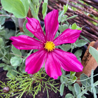 Cosmos rojo carmesí Sensation Dazzler (Cosmos...