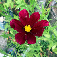 Cosmos rojo carmesí Sensation Dazzler (Cosmos bipinnatus) semillas