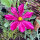 Cosmos rojo carmesí Sensation Dazzler (Cosmos bipinnatus) semillas