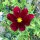 Cosmos rojo carmesí Sensation Dazzler (Cosmos bipinnatus) semillas