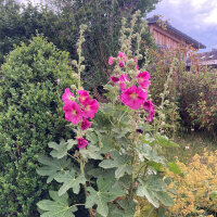 Malva real mezcla (Alcea rosea) semillas