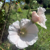 Malva real mezcla (Alcea rosea) semillas